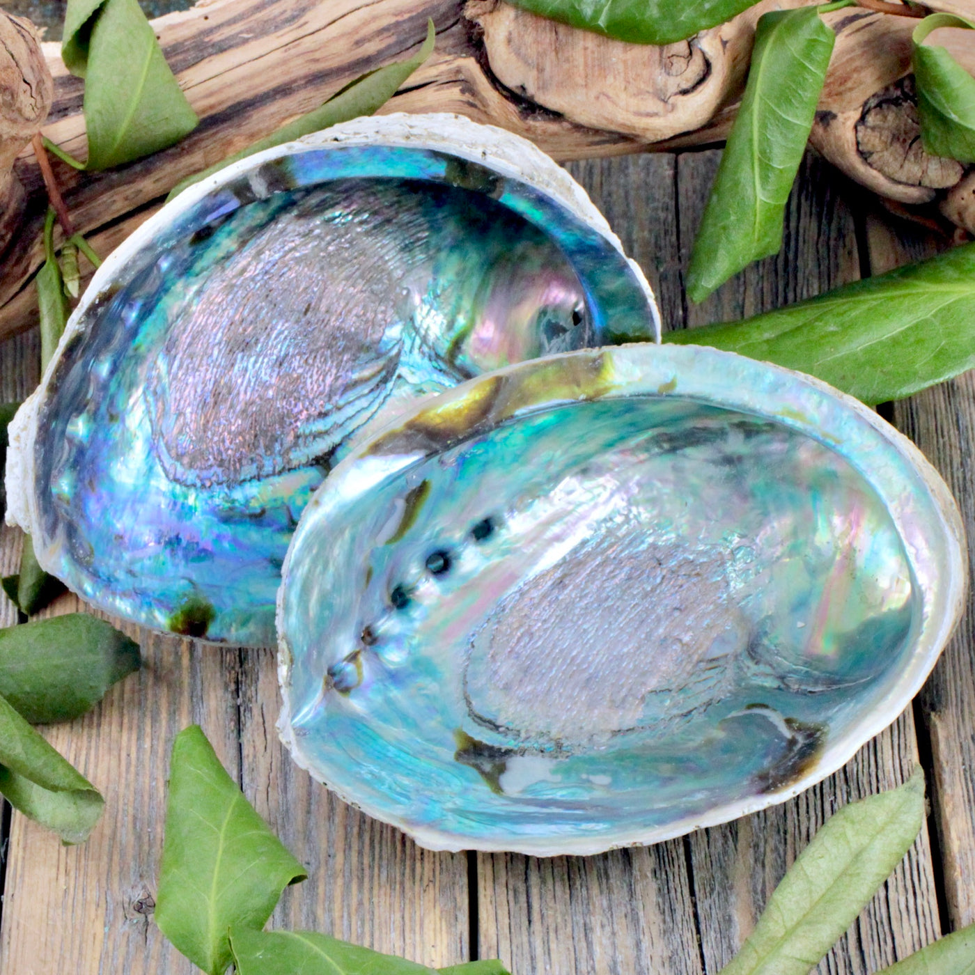 Abalone Shell