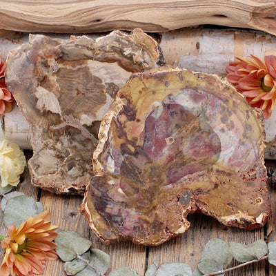Petrified Wood Slab