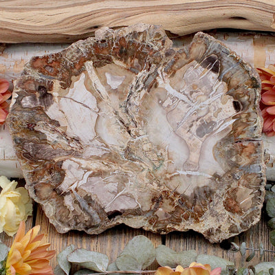 Petrified Wood Slab