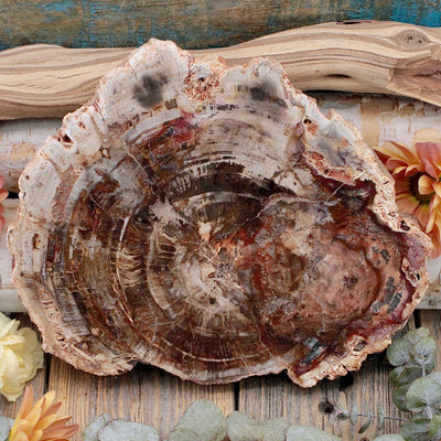 Petrified Wood Slab