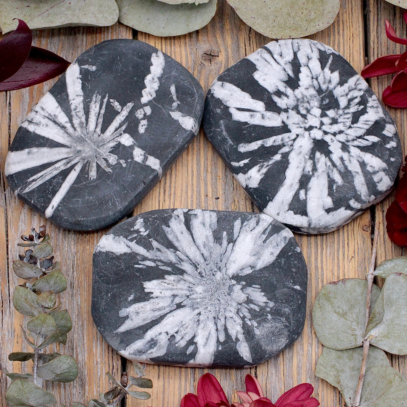 Chrysanthemum Stone Palm Stone