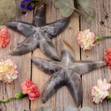 Marble Starfish