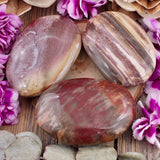 Petrified Wood Palm Stone