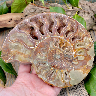 Ammonite Pair