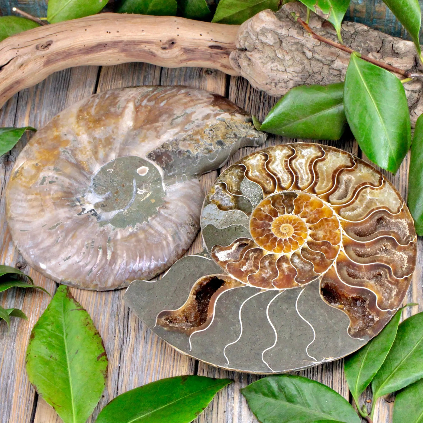 Ammonite Pair