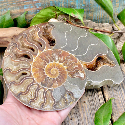 Ammonite Pair