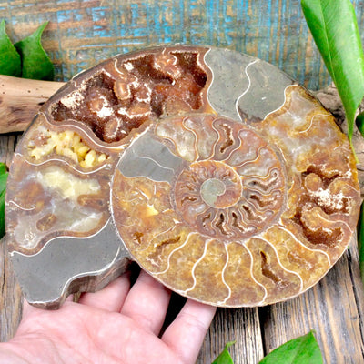 Ammonite Pair