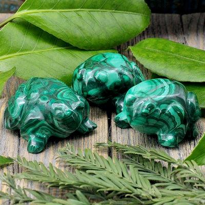 Malachite Frog