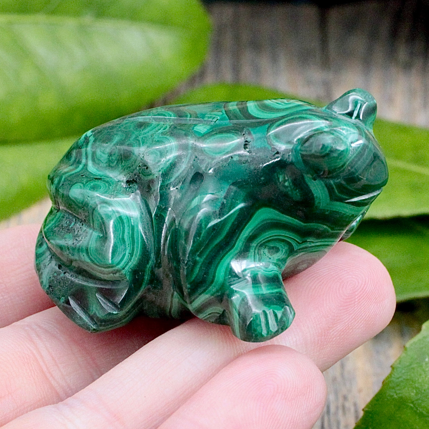 Malachite Frog