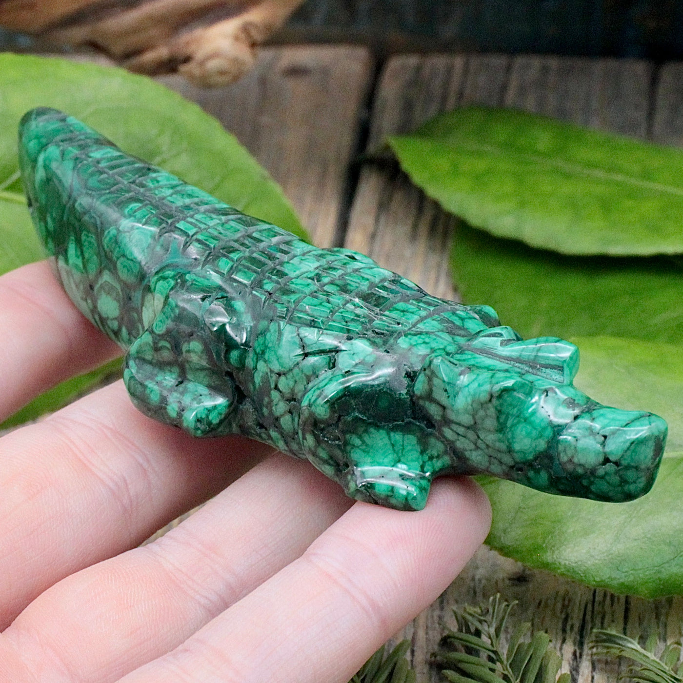 Malachite Alligator