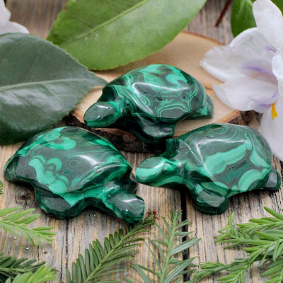 Malachite Turtle