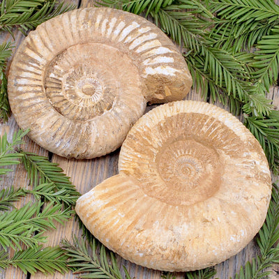 Ammonite Fossil