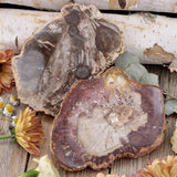 Petrified Wood Slab