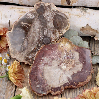 Petrified Wood Slab